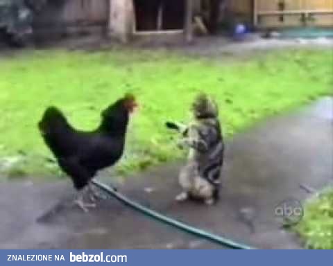 I znowu zabawne kotki! [mix]