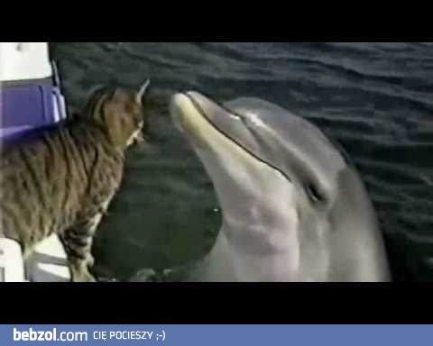 Kot i delfin - piękne!