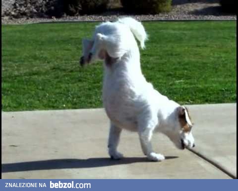 Bardzo inteligentny pies wykonuje niesamowite sztuczki!!!