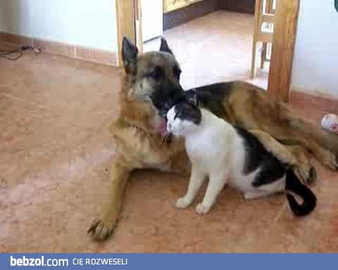 Jak pies z kotem mogą się kochać!