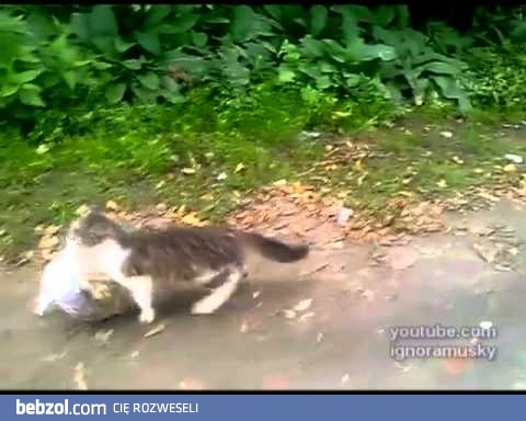 Ten kot nosi siaty z zakupami!