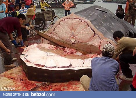 So huge sashimi