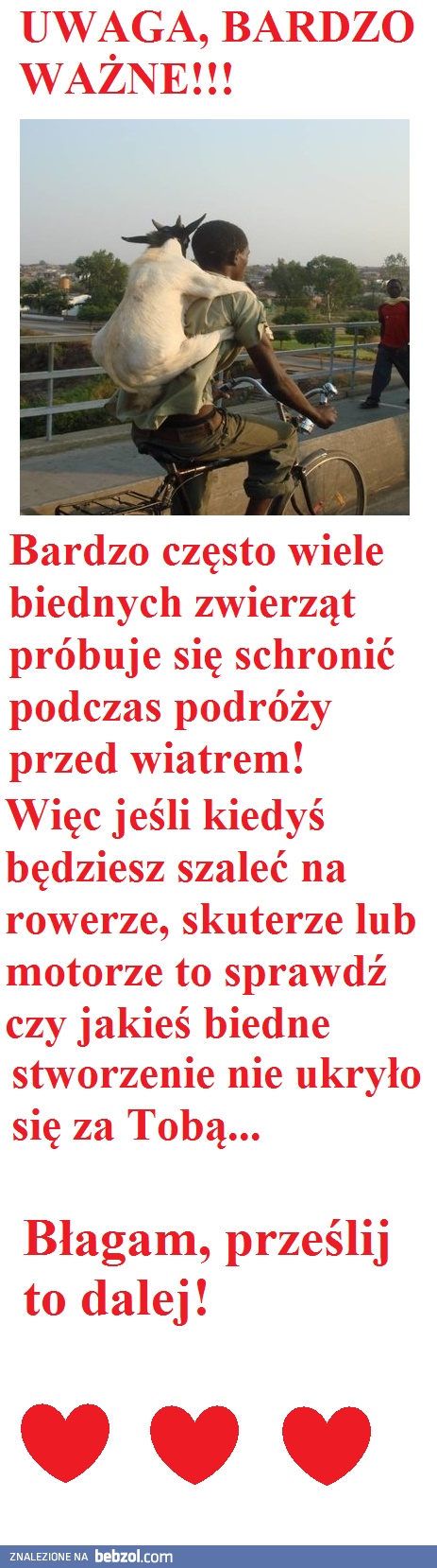 Ważne! Zwierzęta w czasie podróży