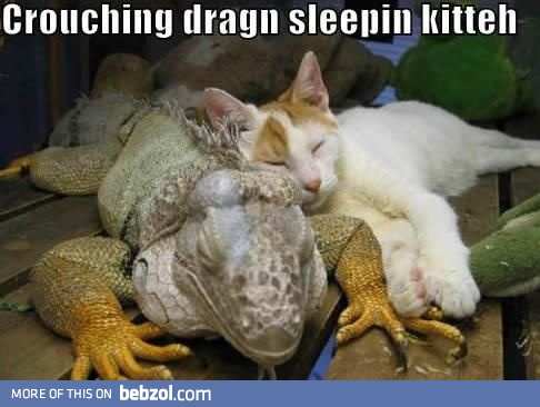 Crouching dragon sleeping kitten