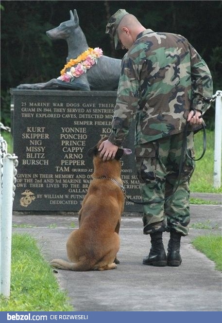 Ku pamięci psom biorącym udział w wojnie