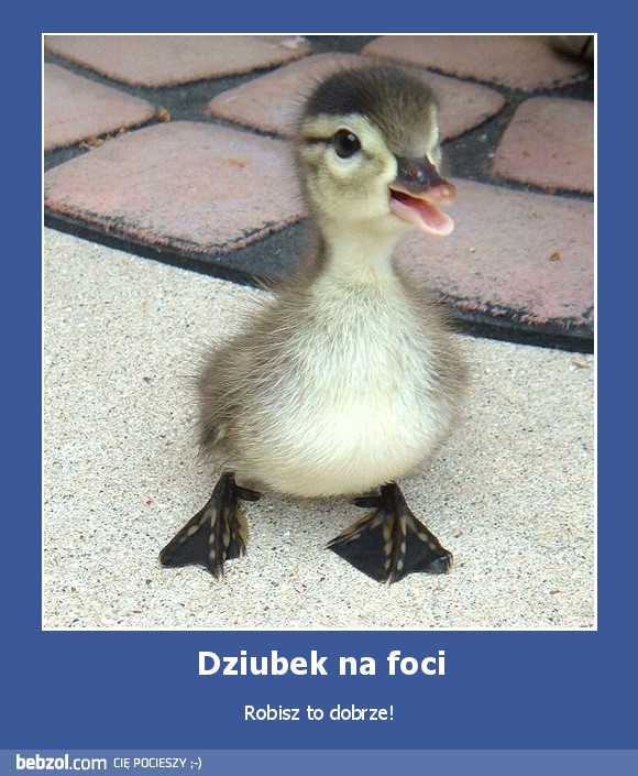 Dziubek na foci