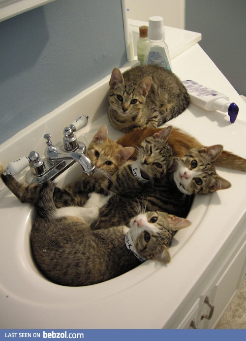 Sink full of cats
