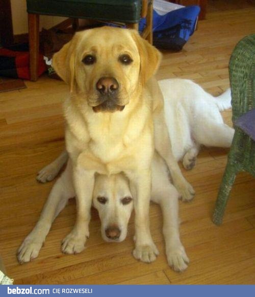Leap Dog