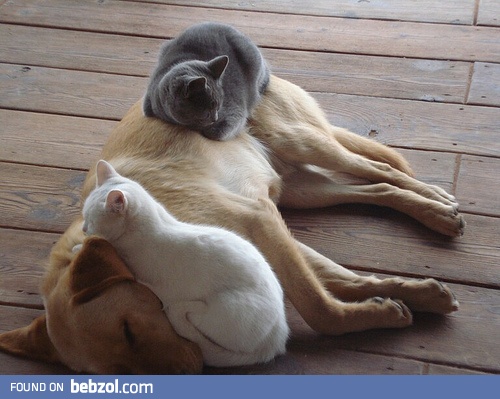 This dog is totally pussywhipped