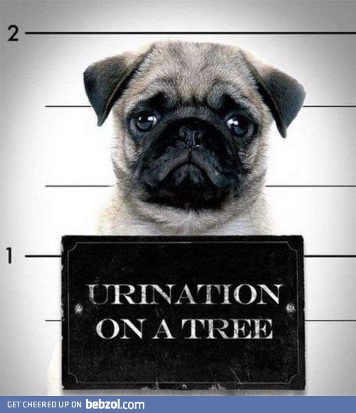Guilty