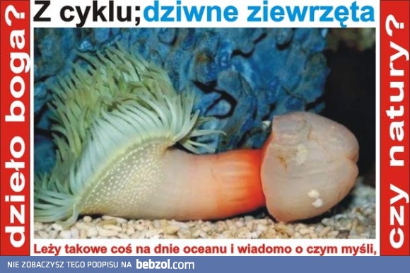 Z cyklu: dziwne zwierzęta