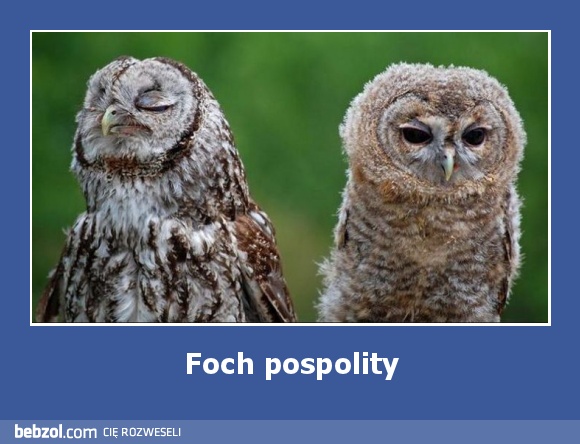 Foch pospolity