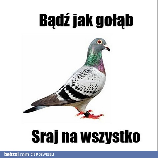 Bądź jak gołąb!