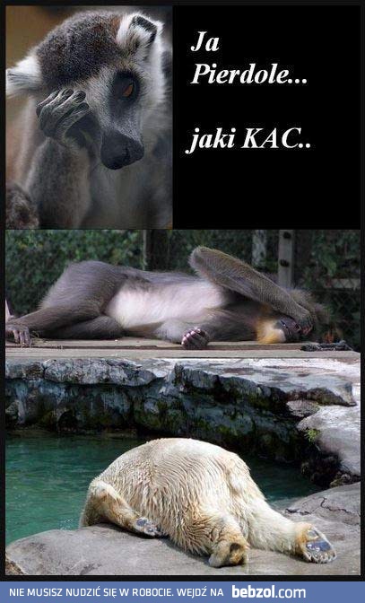 Jaki kac!