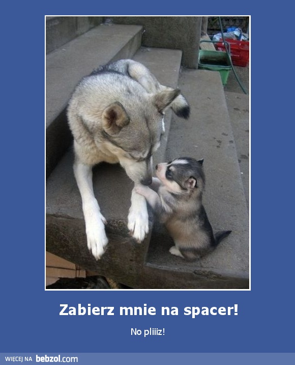 Zabierz mnie na spacer!