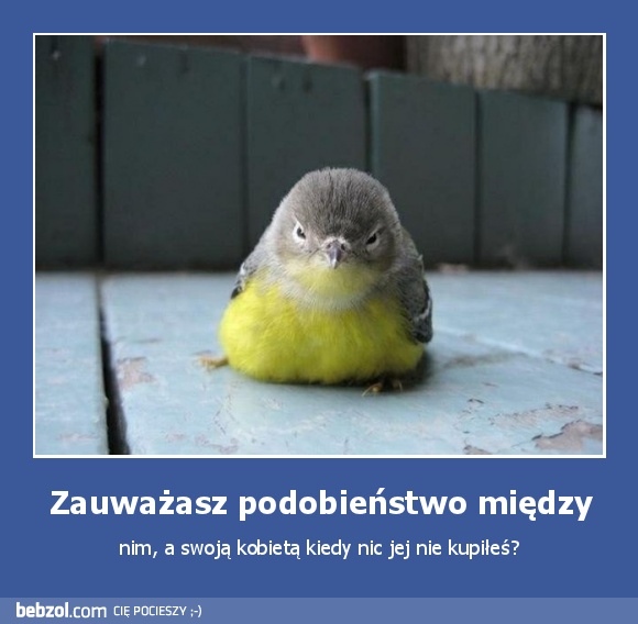 Zauważasz podobieństwo między