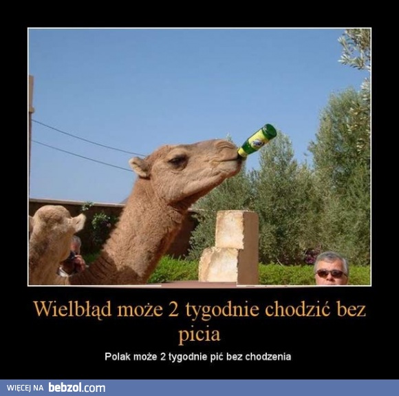Wielbłąd vs Polak