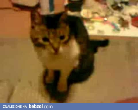 Sadysta zastrzelił kota - OKROPNE!