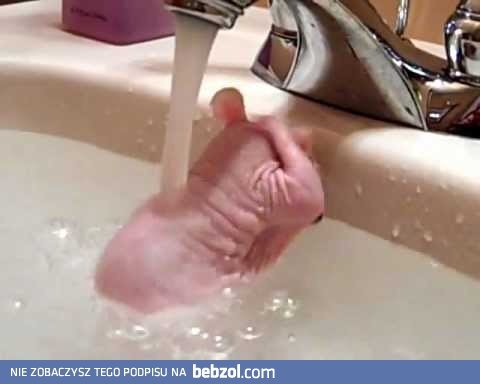 Słodki szczurek się myje