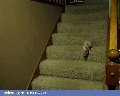 Świnka pomyka po schodach