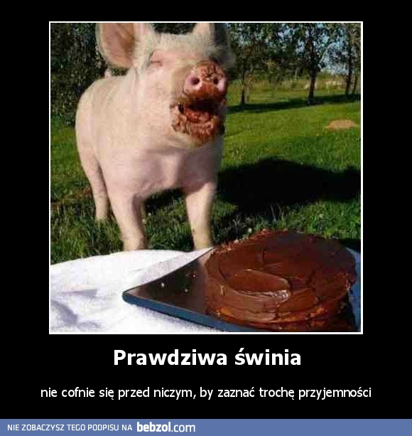 Prawdziwa świnia