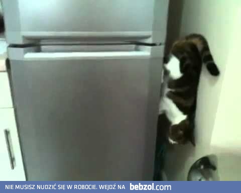 Kot antygrawitacyjny