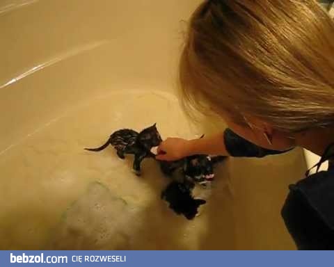 Kotki w kąpieli