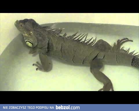 Właśnie po to wynaleziono Internet