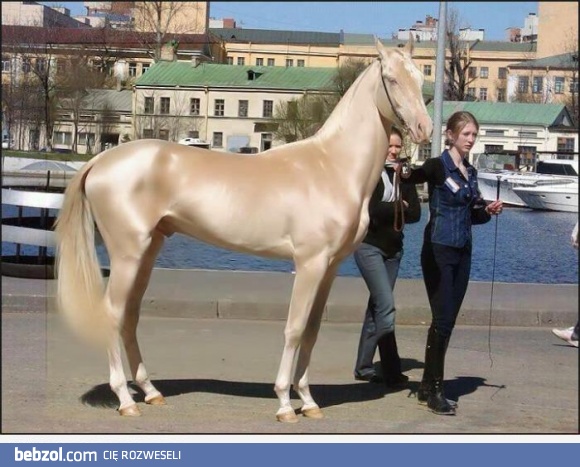 Najpiękniejszy koń na świecie