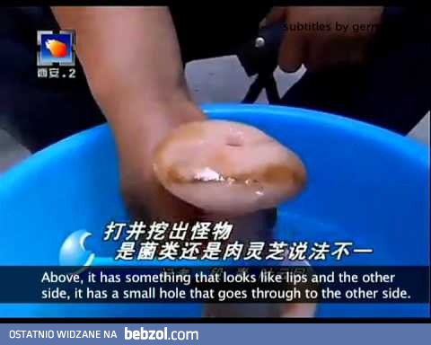 Grzyb z Chin, który zastąpi ci żonę