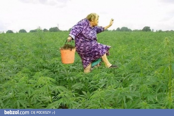 Niezłe zbiory w tym roku