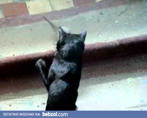 Kotom wstęp wzbroniony!