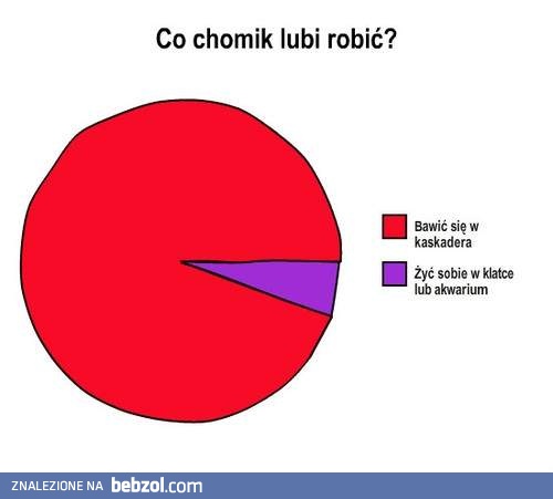 Co chomik lubi robić?