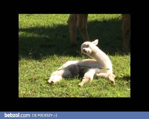 Zasypianie jeszcze nigdy nie było takie słodkie