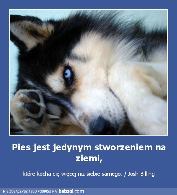 Pies jest jedynym stworzeniem na ziemi,