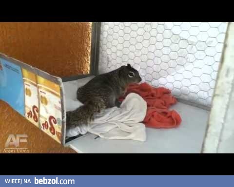 Zabił wiewiórkę z zimną krwią! DRAŃ!