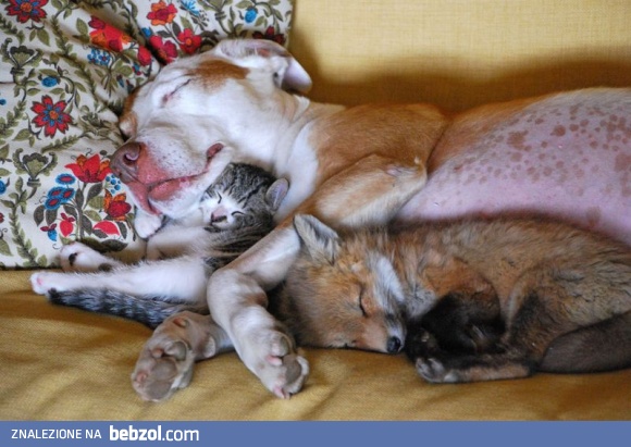 Rodzina zastępcza: wersja zwierzęca