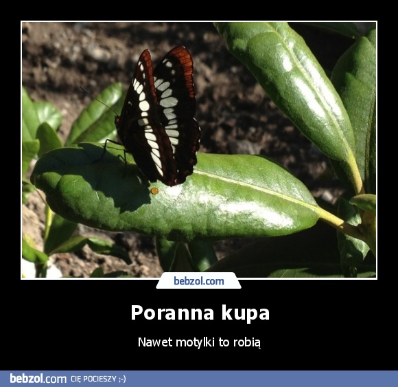 Poranna kupa