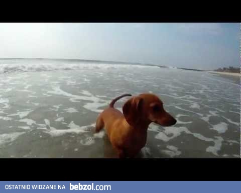 Zabawa kraba z psem na plaży