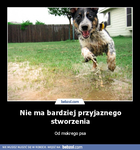 Nie ma bardziej przyjaznego stworzenia