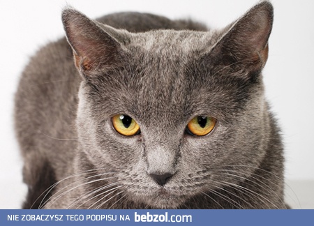 rzygam kotami na bebzolu !!!!!!!!!!!!