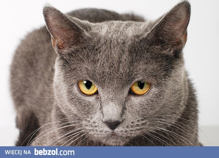 rzygamy juz tymi kotami 