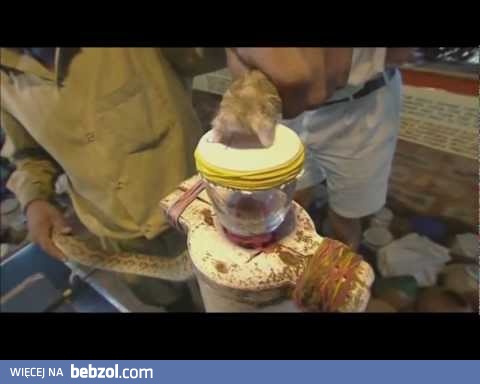 Kropla jadu kobry w ludzkiej krwi