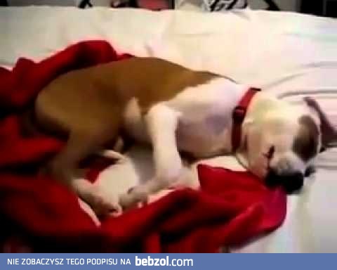 Pies śmieje się przez sen