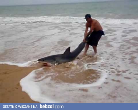 Ratowanie żarłacza białego