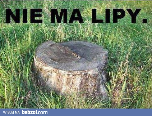 Nie ma lipy