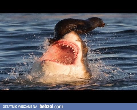 Najlepsze porażki 2 tygodnia czerwca