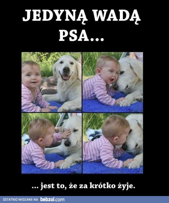 Jedyną wadą psa jest...