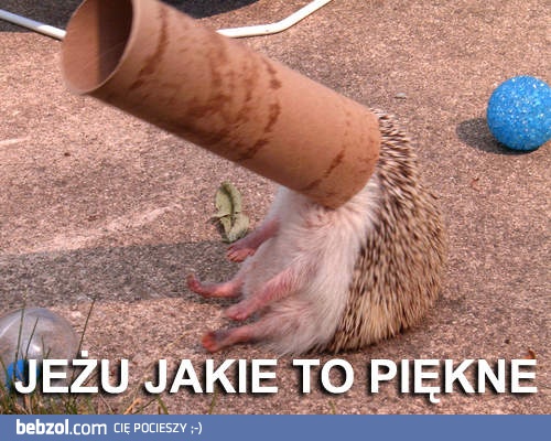 Jeżu, coś pięknego!