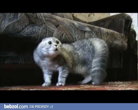 Niom niom niom niom - kot